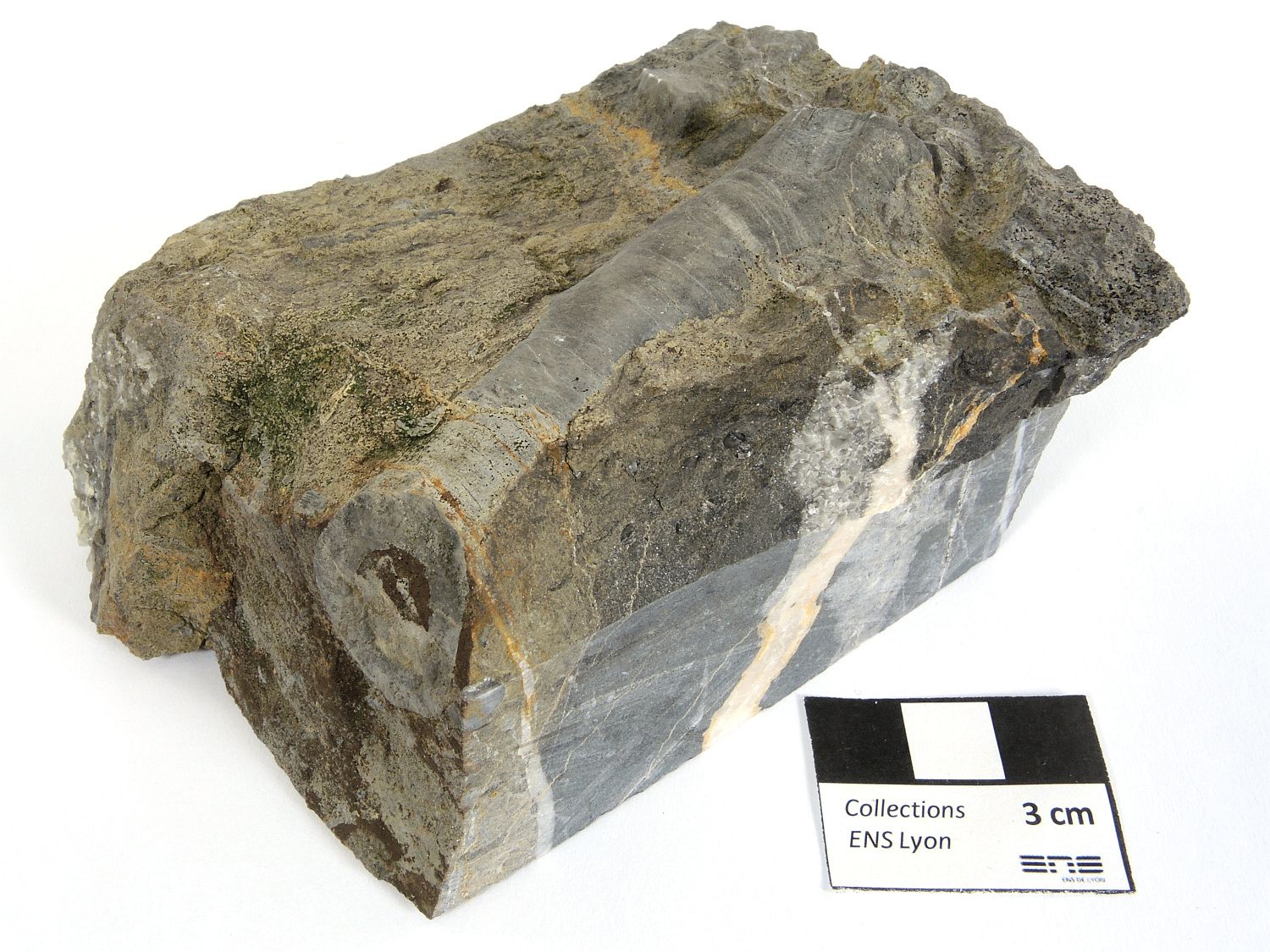 Calcaire à crinoïdes Fragments de tiges de crinoïdes Massif central Forez Régny 